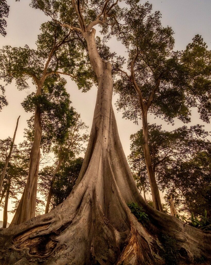 A-Tree-with-Deep-Roots | simon-walton.com Learn the foundations and get hands on blueprints for success to build your online business